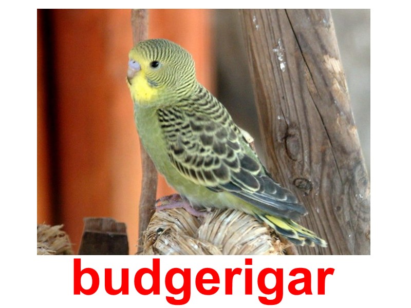 budgerigar
